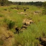 PHOTO - GENERAL PIC OF ELEPHANTS