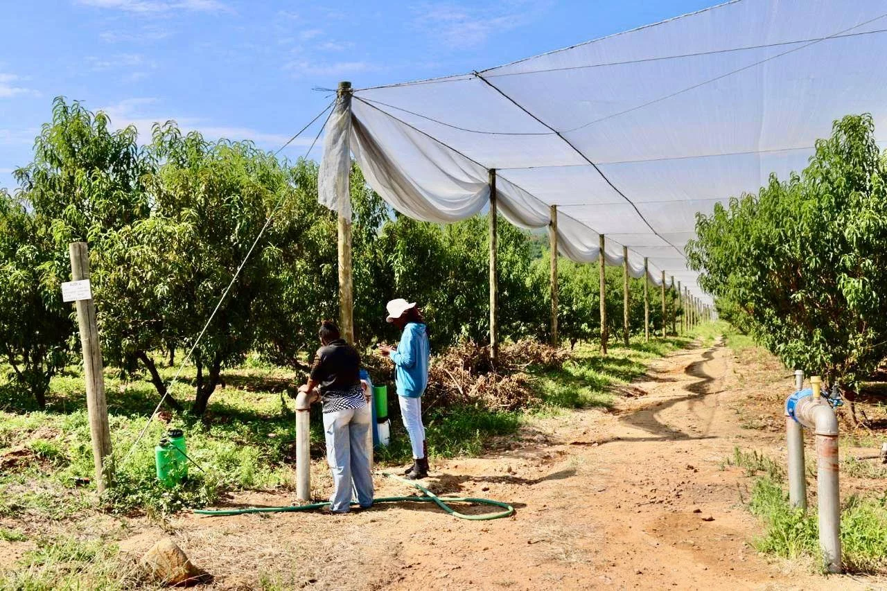 The Thobela Royale Project.