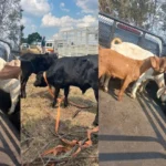 Residents demand progress on Elukwatini mall, shut down R541