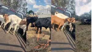 R290,000 livestock haul recovered in a farm near Mayflower